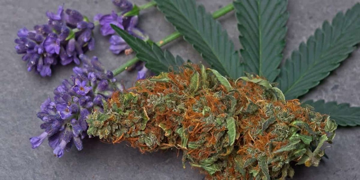 Terpenen zijn een zeer waardevol natuurlijk bestanddeel van de cannabisplant en zitten daarom ook in een goede CBD olie. Maar wat zijn terpenen precies?